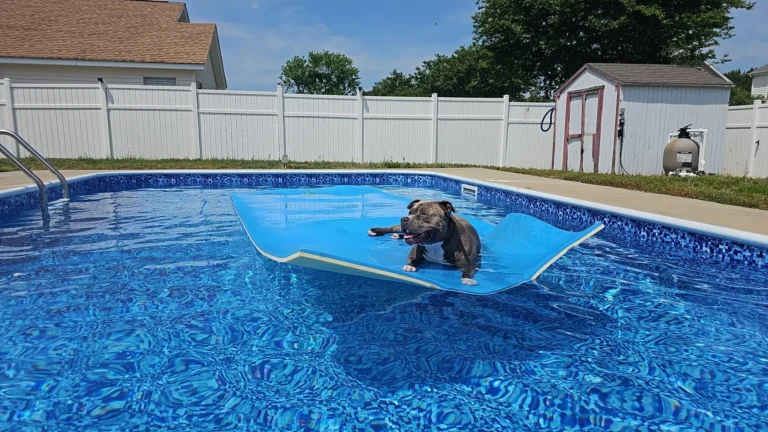 Dog on a pool float in a Disco liner pool.