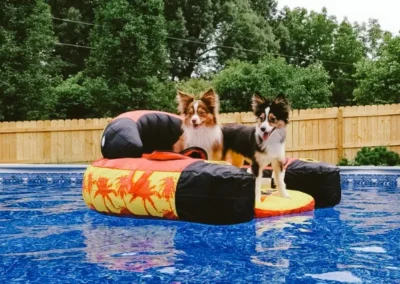 Two dogs sitting in a chair pool float