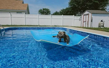 Dog of pool float in a Disco pattern pool