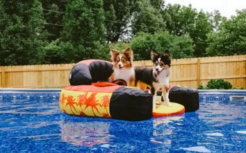 Dogs on a Pool Float in an above ground pool