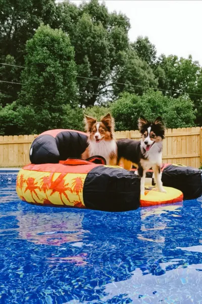 pups-of-summer Dogs on a Pool Float in an above ground pool